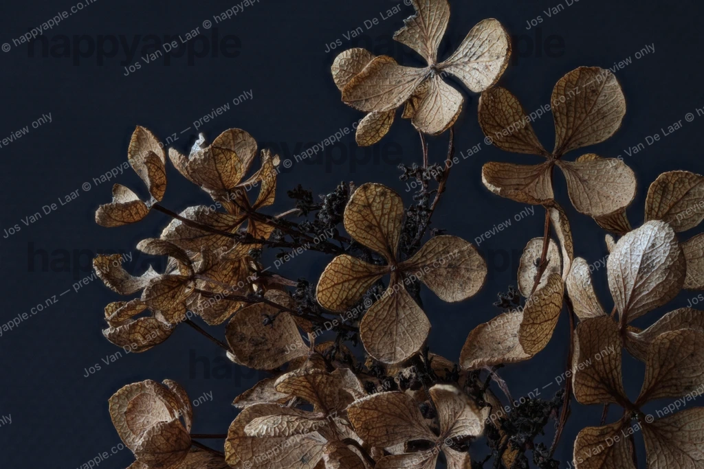 Dried Hydrangea Blooms Against Deep Navy — Nature photo by Jos Van De Laar