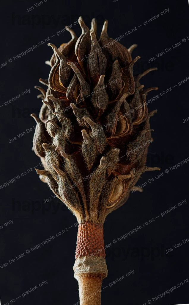 Magnolia Seed Pod Against Dark Background — Nature photo by Jos Van De Laar
