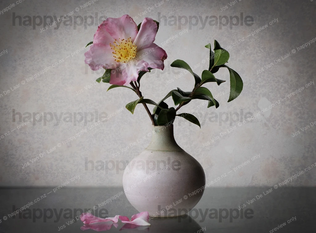 Pink Camellia in White Ceramic Vase with Fallen Petals — Nature photo by Jos Van De Laar