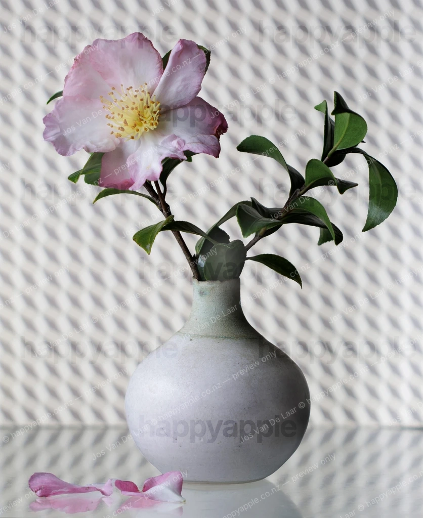 Pink Camellia in a Round Celadon Vase with Fallen Petals — Nature photo by Jos Van De Laar