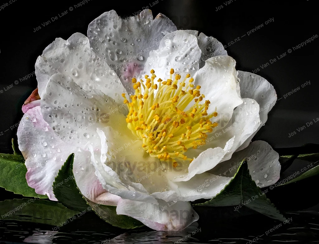 White Camellia in Rain — Luminous Bloom Against Dark Background — Macro photo by Jos Van De Laar