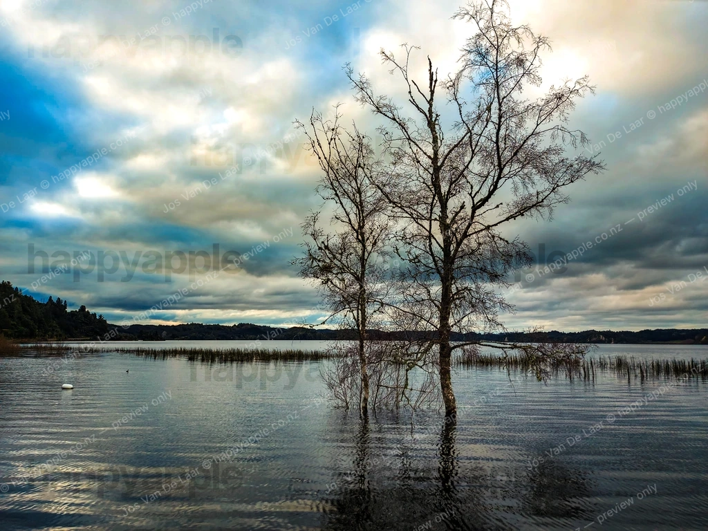 Twin Bare Trees Rising from Flooded Lake Rotoma at Dusk — Landscape photo by Jos Van De Laar