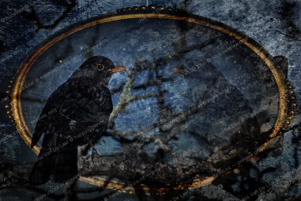 Mr Blackbird in the Oval Mirror — Wildlife photo by Jos Van De Laar