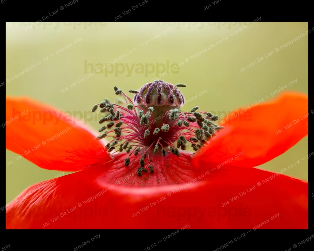 Crimson Anemone: Intimate Portrait of a Scarlet Bloom — Macro photo by Jos Van De Laar