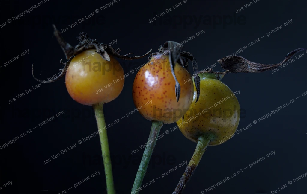Three Rose Hips on Dark Background — Macro photo by Jos Van De Laar