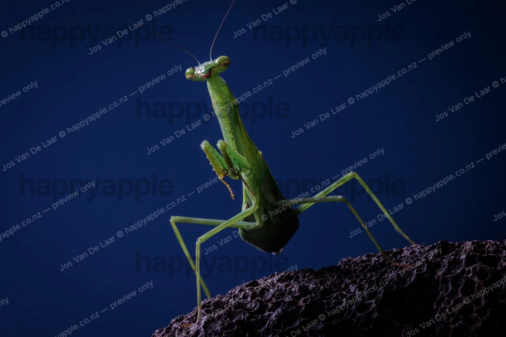 Praying Mantis Strikes a Regal Pose on Dark Rock — Macro photo by Jos Van De Laar