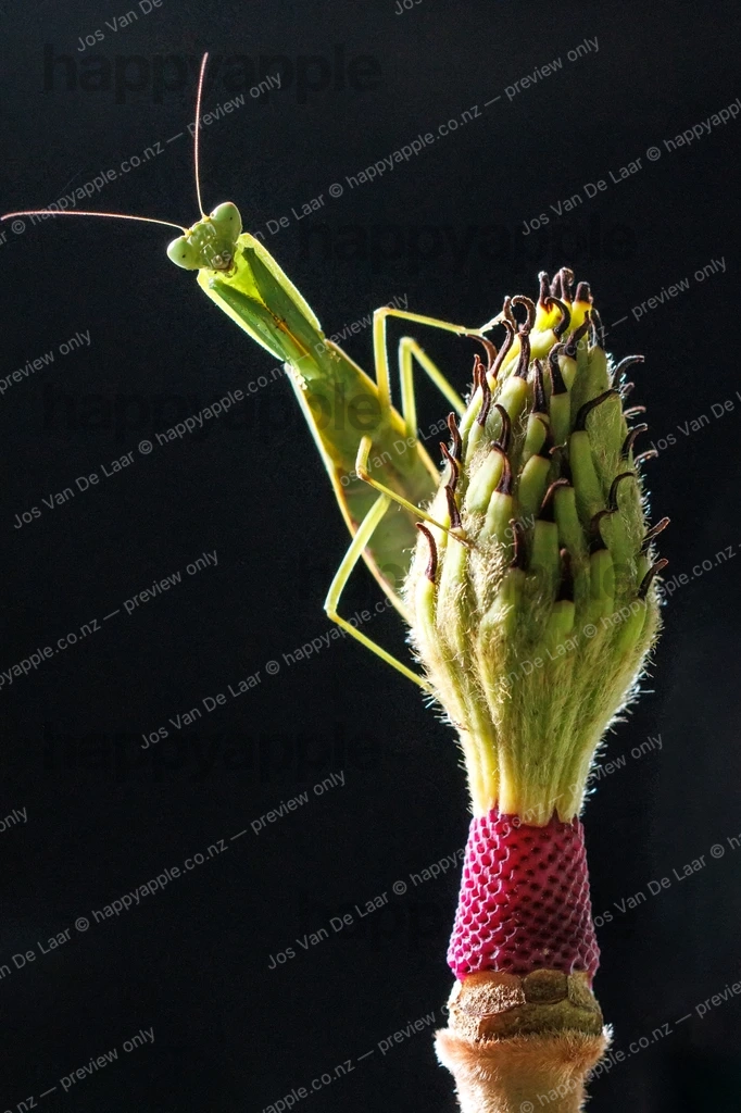 Praying Mantis Perched on Magnolia Bud Against Black — Macro photo by Jos Van De Laar