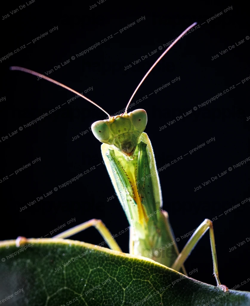 Praying Mantis Front-Facing Portrait on Magnolia Leaf — Macro photo by Jos Van De Laar