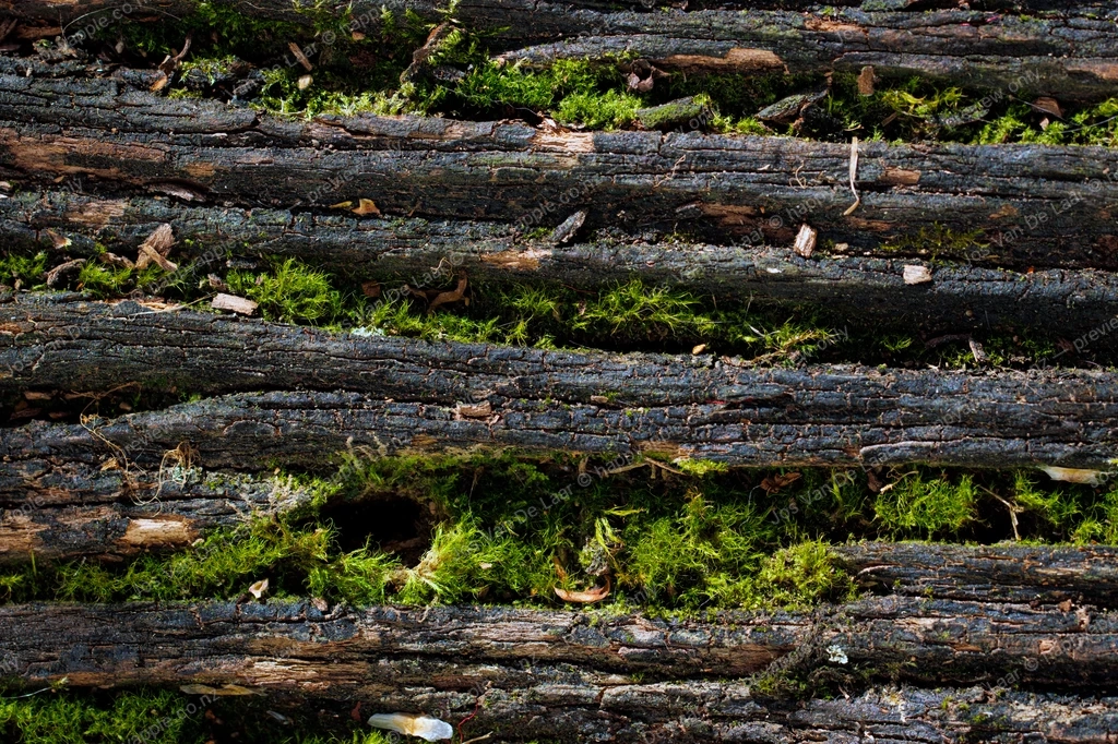 Weathered Railway Sleepers Reclaimed by Vivid Green Moss — Nature photo by Jos Van De Laar