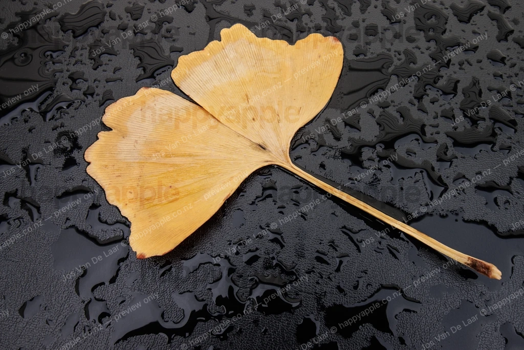Golden Ginkgo Leaf Resting on Wet Black Surface — Nature photo by Jos Van De Laar