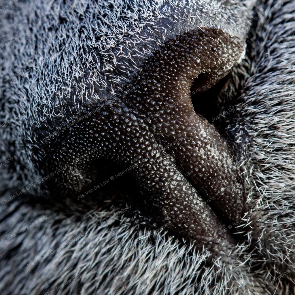 Extreme Close-Up of a Cat's Nose – Textured Detail — Macro photo by Jos Van De Laar