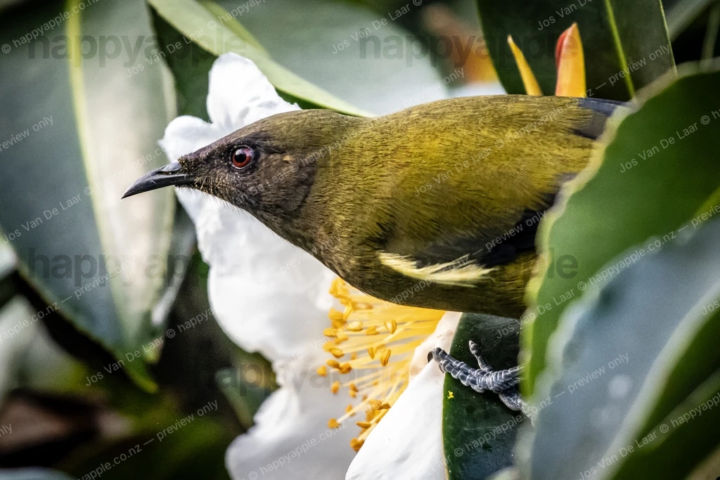 Bellbird 02 — Nature photo by Jos Van De Laar