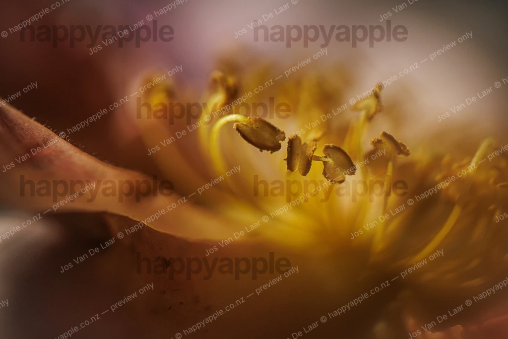 Mutabilis rose blur small — Portrait photo by Jos Van De Laar