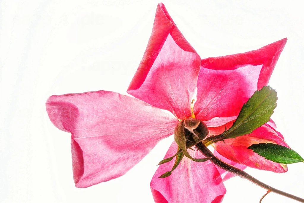 Back view of a pink rose flower with green leaves on white background — Nature photo by Jos Van De Laar