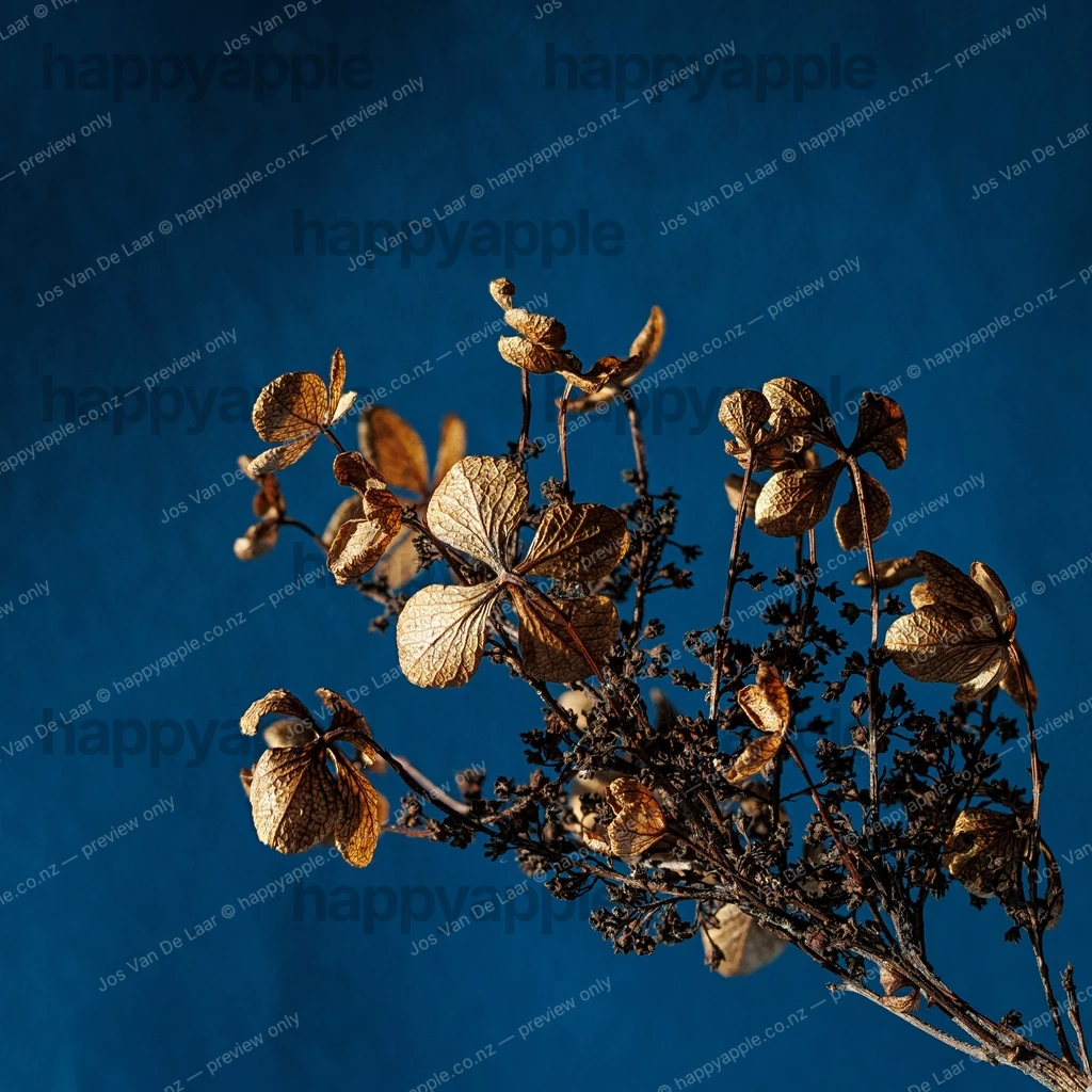 Dried hydrangea stems with golden petals against deep blue background — Nature photo by Jos Van De Laar