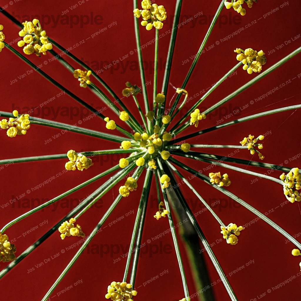 Fennel flower head close-up on red background — Macro photo by Jos Van De Laar