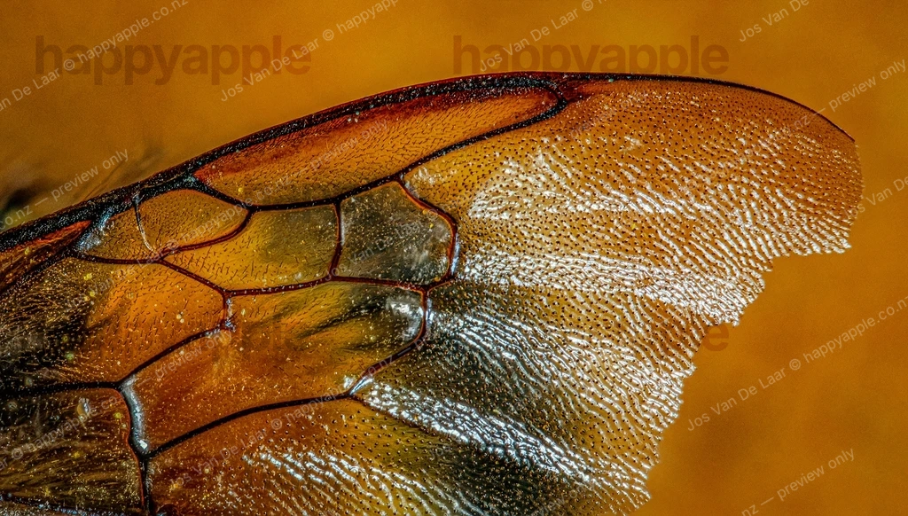 Bumblebee wing extreme close-up macro detail — Macro photo by Jos Van De Laar