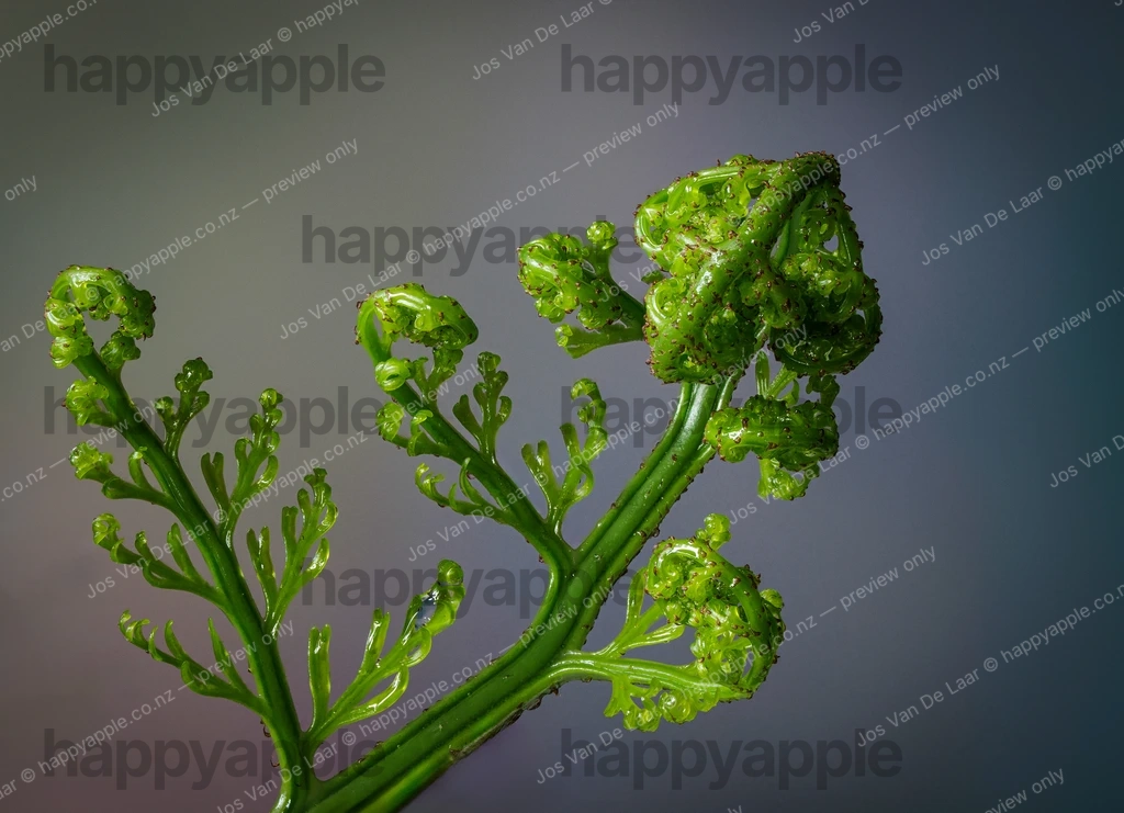 Fern frond unfurling with curled new growth close-up — Nature photo by Jos Van De Laar