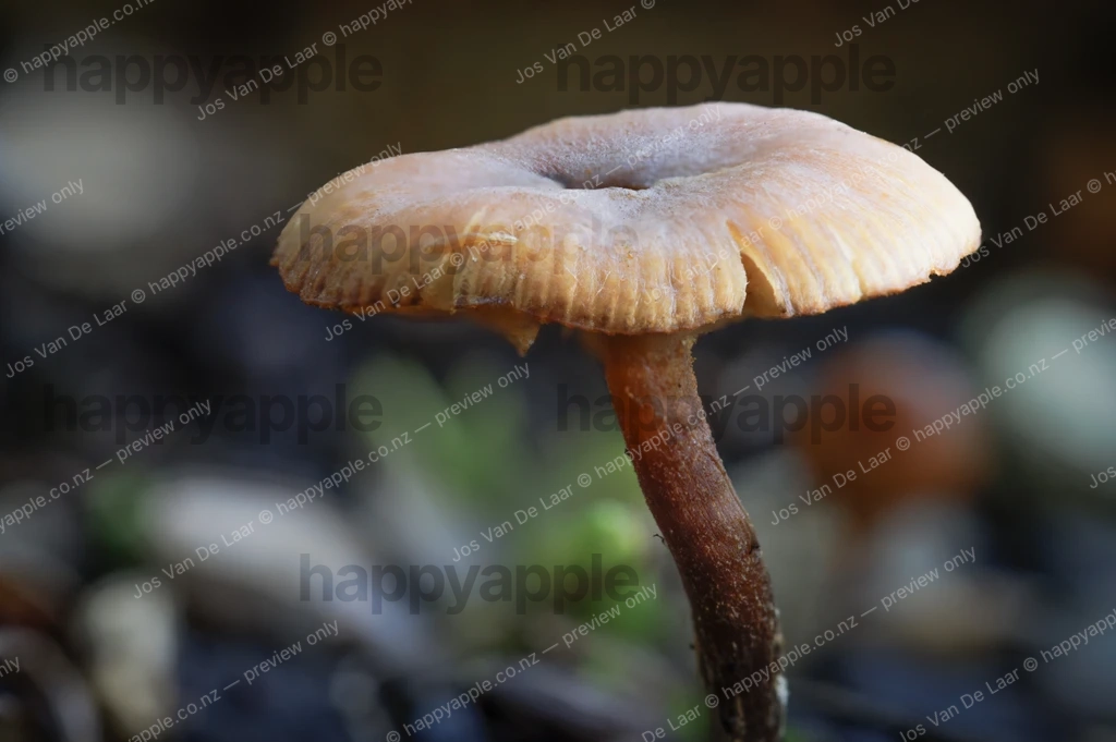 Single brown mushroom growing on forest floor close-up — Nature photo by Jos Van De Laar