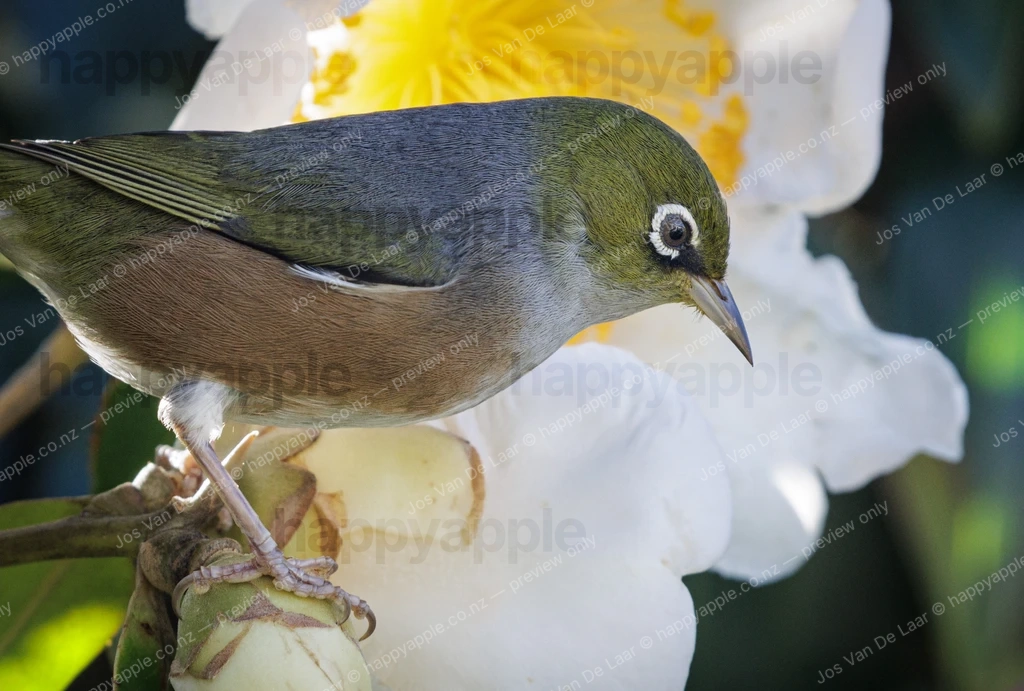 Silvereye bird perched on white gordonia flower — Wildlife photo by Jos Van De Laar