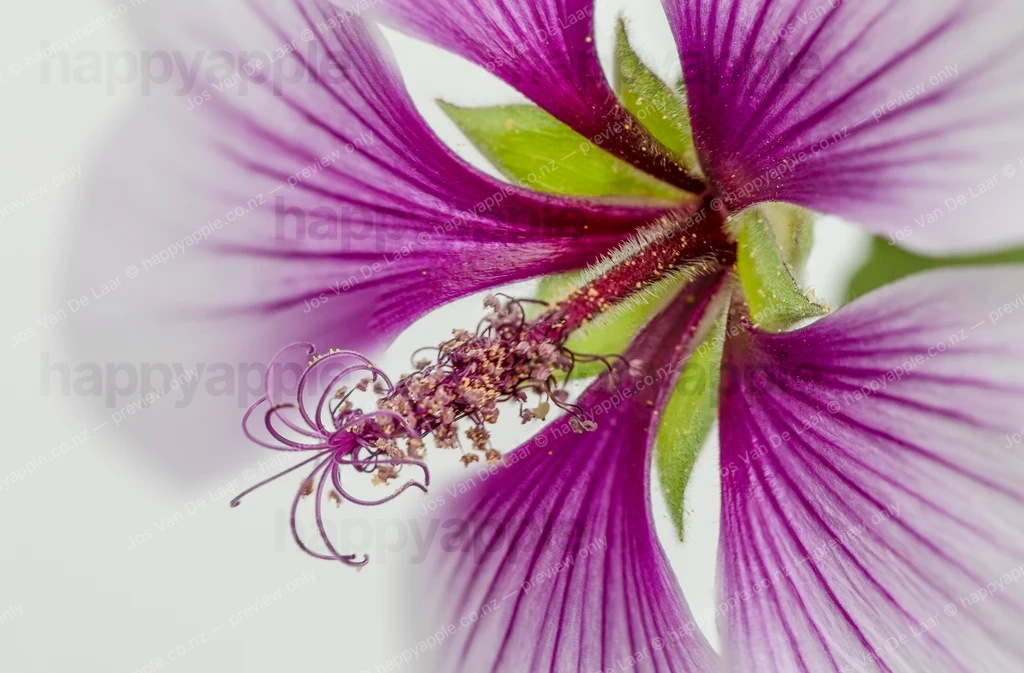 Macro close-up of a pink and white geranium flower with stamens — Nature photo by Jos Van De Laar