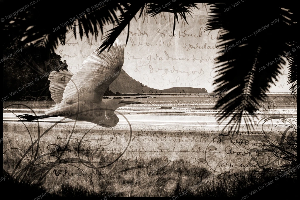Great egret in flight over Ohope Beach with vintage script overlay — Wildlife photo by Jos Van De Laar