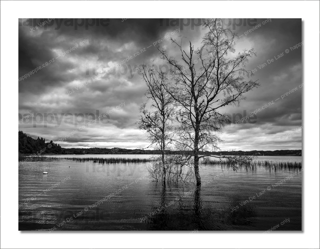 Two bare trees standing in flooded lake under stormy sky, black and white — Black & White photo by Jos Van De Laar
