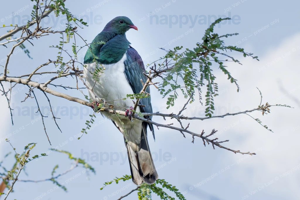 Kereru New Zealand wood pigeon perched in kowhai tree — Wildlife photo by Jos Van De Laar