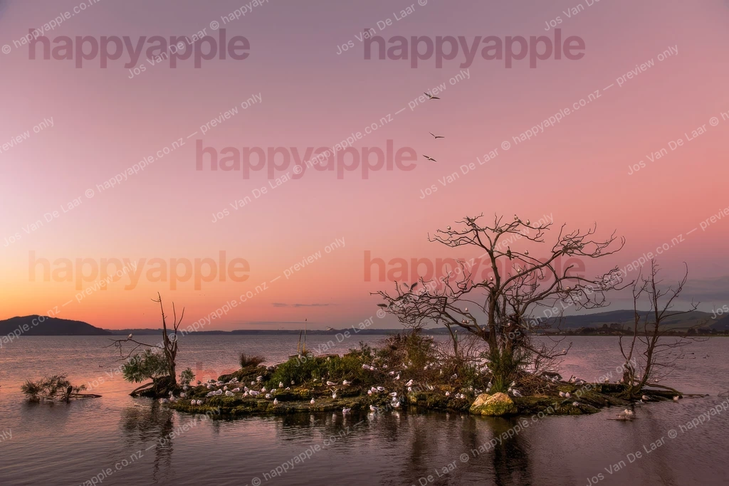Birds roosting on small island at sunset, Lake Rotorua, New Zealand — Landscape photo by Jos Van De Laar