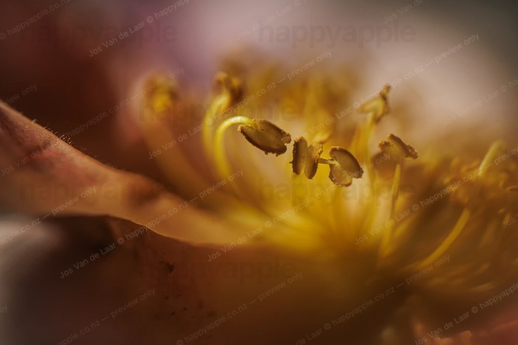 Mutabilis rose stamen and filaments extreme close-up with bokeh — Nature photo by Jos Van de Laar