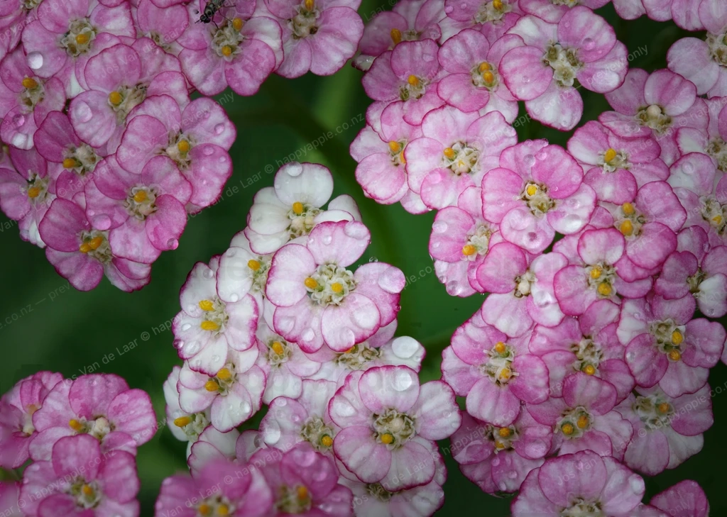 Pink and white yarrow flowers with water droplets close up — Nature photo by Jos Van de Laar