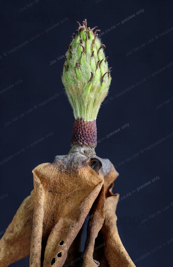 Magnolia bud emerging from dried brown bract on dark background — Nature photo by Jos Van de Laar