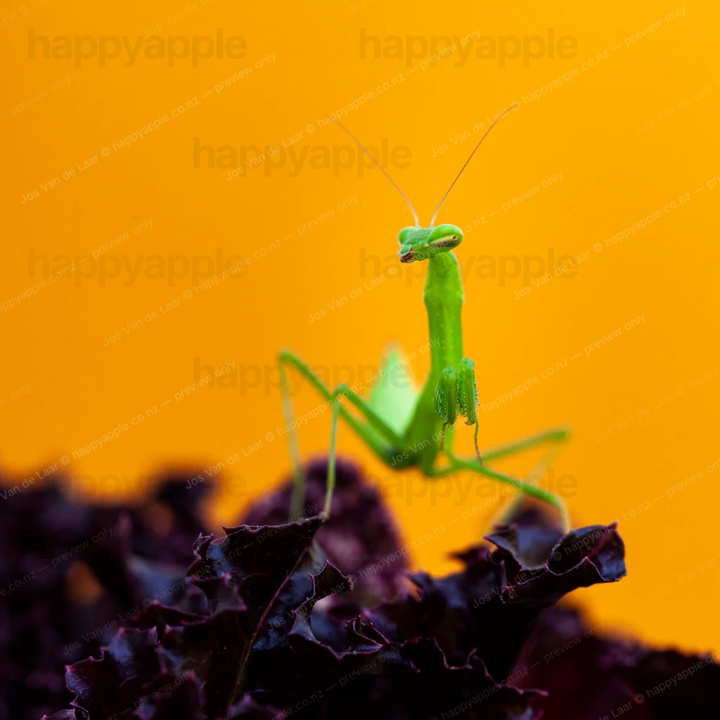 Green praying mantis perched on dark purple leaves against orange background — Wildlife photo by Jos Van de Laar