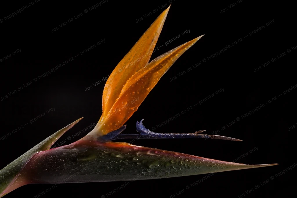 Bird of paradise flower with water droplets on dark background — Nature photo by Jos Van de Laar