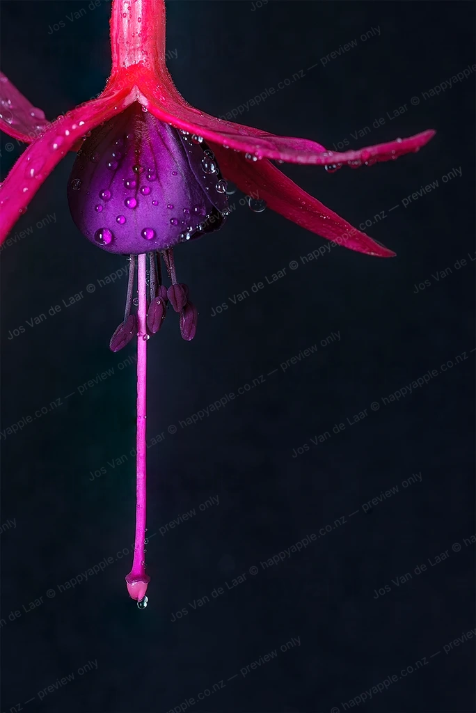 Fuchsia flower with water droplets on dark background — Nature photo by Jos Van de Laar