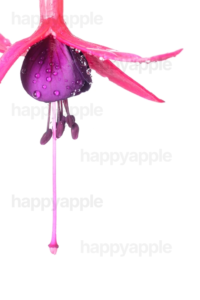 Fuchsia flower with water droplets on white background — Nature photo by Jos Van de Laar