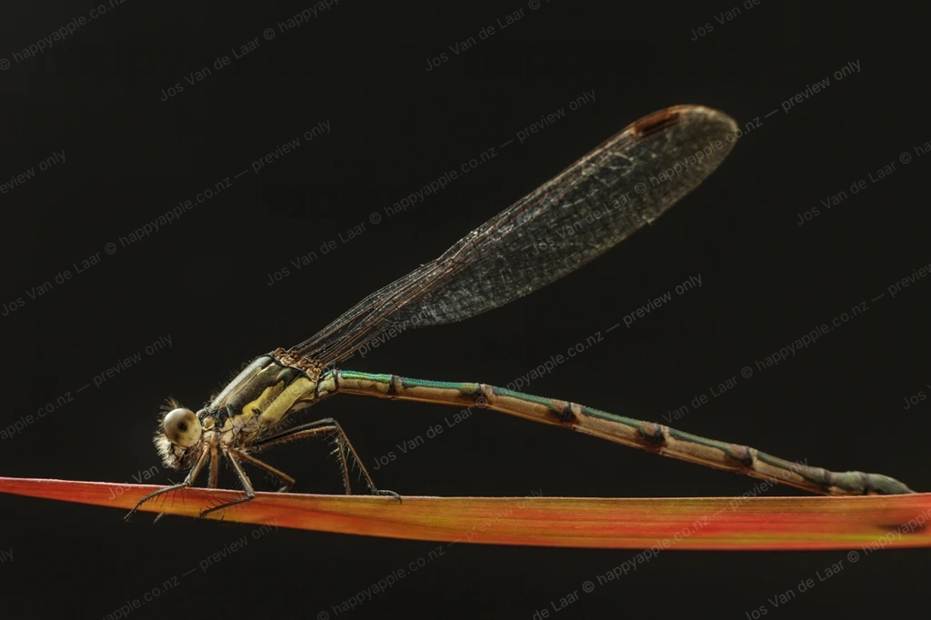 Damselfly perched on a red plant stem against dark background — Wildlife photo by Jos Van de Laar