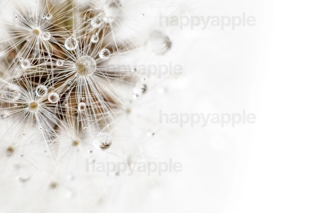 Dandelion seed head with water droplets on white background — Nature photo by Jos Van de Laar