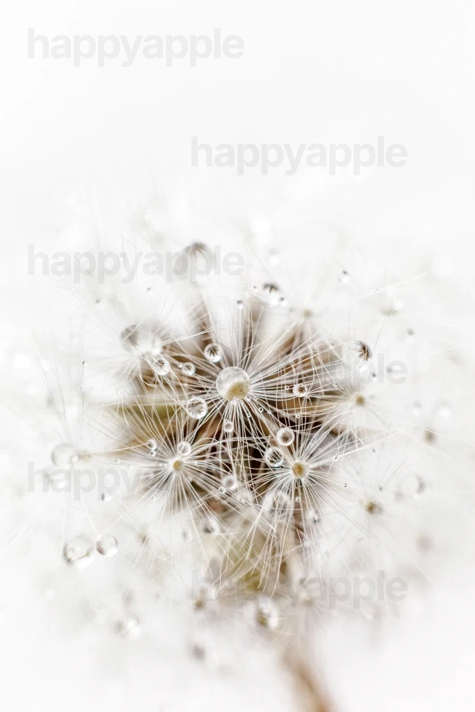 Dandelion seed head with water droplets close-up — Nature photo by Jos Van de Laar